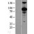 Western Blot: p97/VCP Lysate [NBL1-17707] - Western Blot experiments. 
Left-Control; Right -Over-expression Lysate for VCP